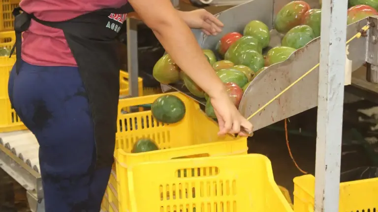 Los empaques de mango de Escuinapa no fueron certificados por Estados Unidos debido a que los inspectores no fueron al Municipio por cuestiones de inseguridad.