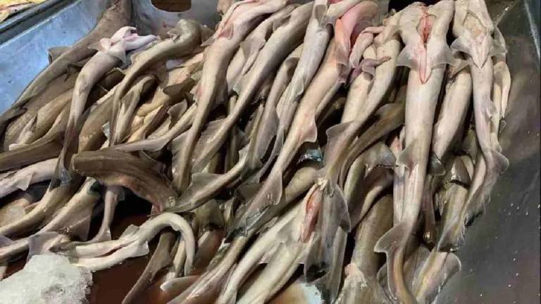 Pesca ilegal en México: venden tiburón en peligro de extinción como si fueran bacalao