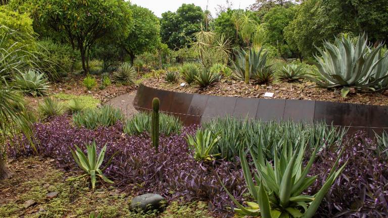 El Jardín Botánico Culiacán resalta el valor cultural y tradicional de especies como agaves, nopales, mezquites y guamúchiles.