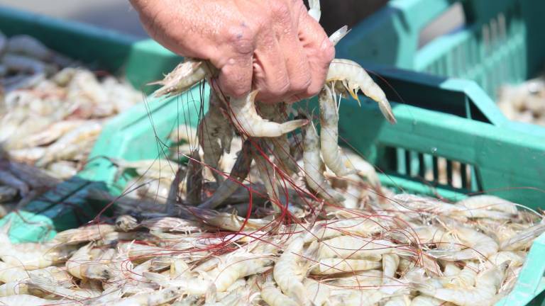 En México el contrabando de camarón supera al año 20 mil toneladas.