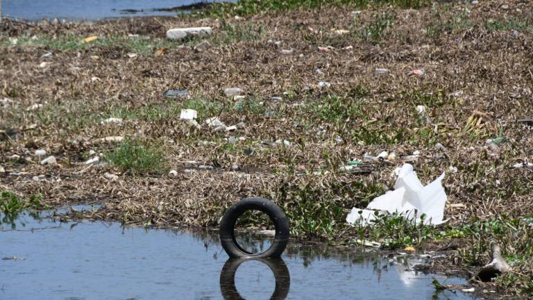 Retiran basura y más de 200 kilos de lirios acuático del Río Culiacán