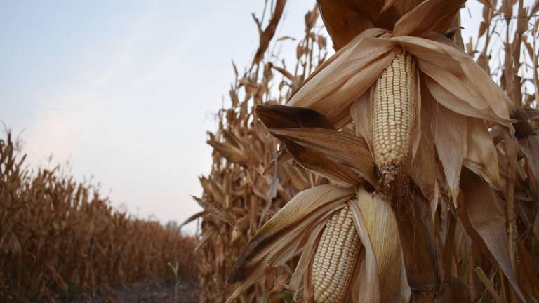 Productores agrícolas demandan un rescate urgente del campo sinaloense.