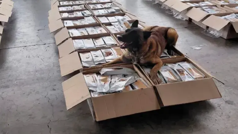 Decomisan mil 77 kilos de café con presunta cocaína en el AICM.