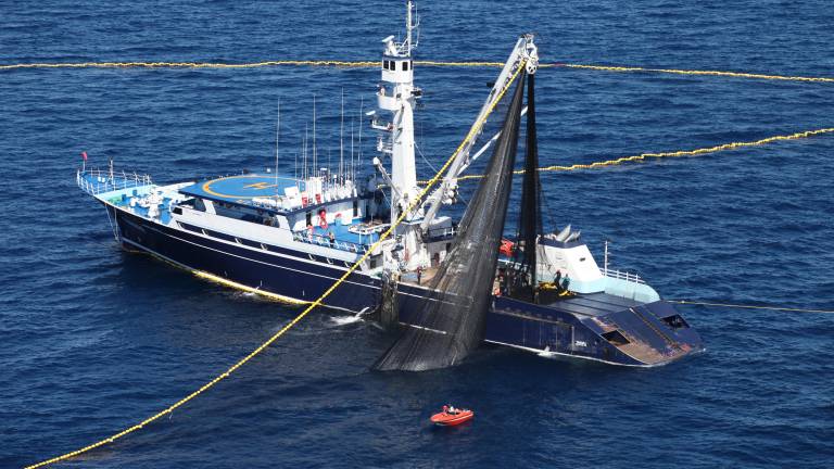 México adopta medidas internacionales para proteger tiburones en la pesca de túnidos.