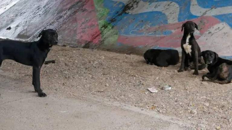 Las denuncias por maltrato animal en Sinaloa aumentaron hasta un 70 por ciento, con más casos de perros baleados, macheteados y en abandono, advierte fundación.