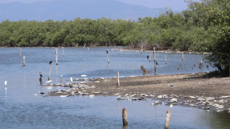 Pescadores reiteraron el llamado a las autoridades a atender de inmediato la problemática para evitar el colapso definitivo de la actividad pesquera.