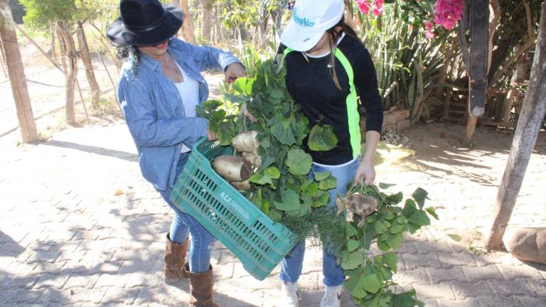 La cosecha de jícama se ha convertido en una actividad tradicional para familias en el sur de Rosario.