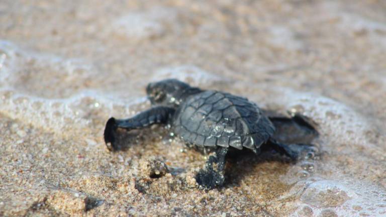 Operadora de Playas mantendrá el programa de protección a tortugas marinas