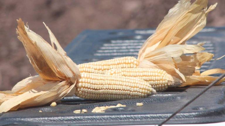 El Gobierno Federal busca Acuerdos internacionales para importar maíz híbrido