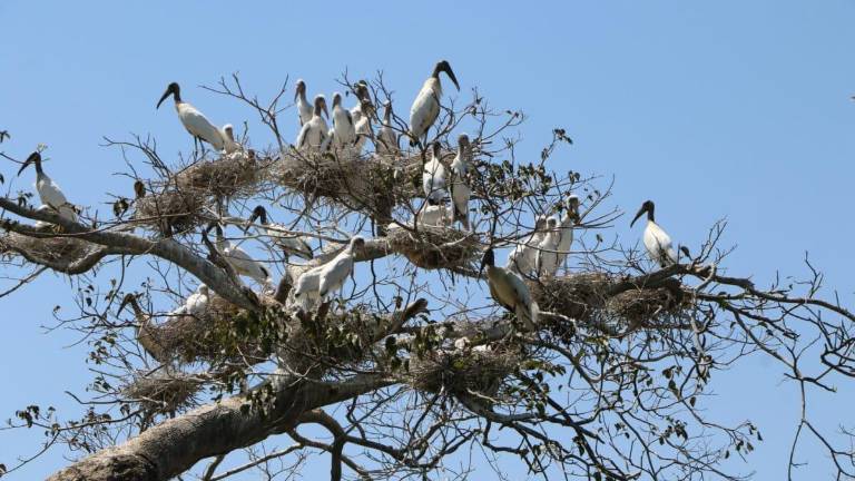 Cigüeñas en las copas de los árboles de Ochoó.