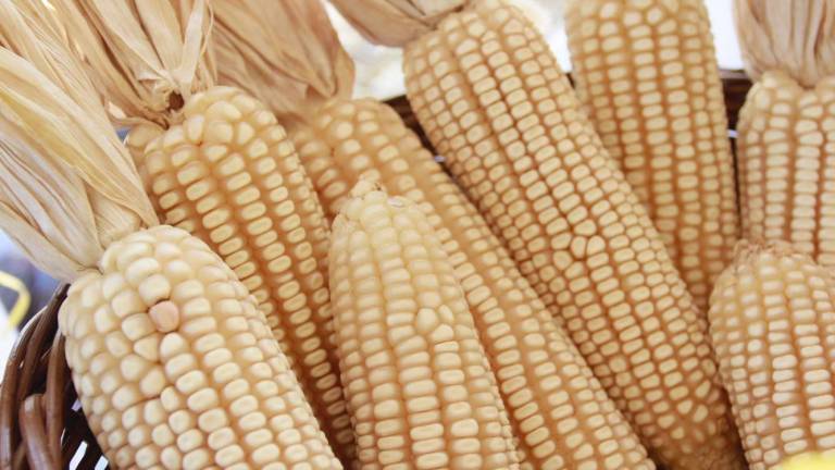 México impone arancel de 50% a exportaciones de maíz blanco