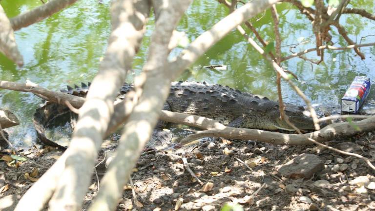 Un cocodrilo se encuentra en las aguas del Estero del Yugo, en la zona de Cerritos, en Mazatlán.