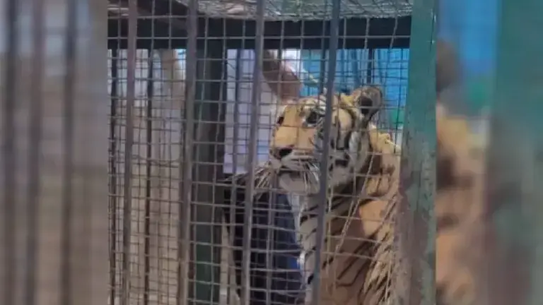 Profepa rescata a un tigre de bengala en Fresnillo, Zacatecas.