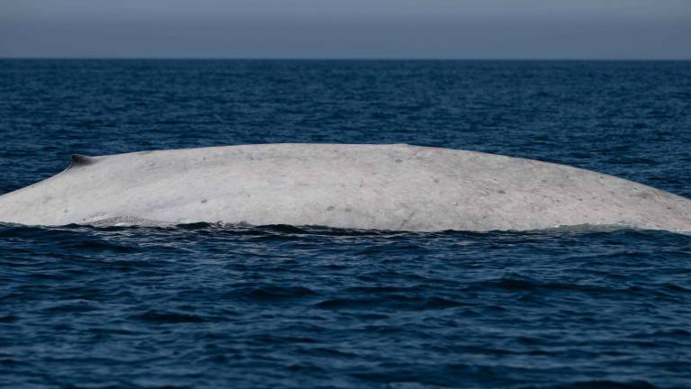 Una ballena azul con albinismo fue avistada en el Parque Nacional Bahía de Loreto, donde esta temporada se han identificado al menos 30 ejemplares distintos de esta especie.