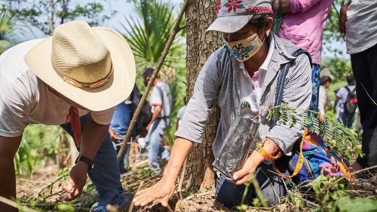 Eleuteria sostiene una planta de tamarindo, mientras explica cómo se aplica el bio fertilizante antes de la siembra, en la visita de la coordinadora del programa donde participa. Ella es una mujer que siempre ha contribuido a las labores comunitarias. 21 de junio de 2021, Xolol, San Antonio, S.L.P. Mauricio Palos / PDP