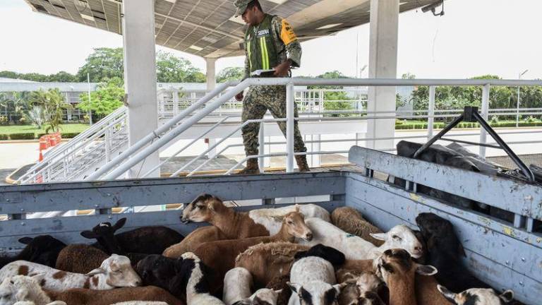 La Secretaría de Agricultura extenderá el Dispositivo Nacional de Emergencia de Sanidad Animal hasta el 30 de julio en busca de contener la plaga de gusano barrenador del ganado.