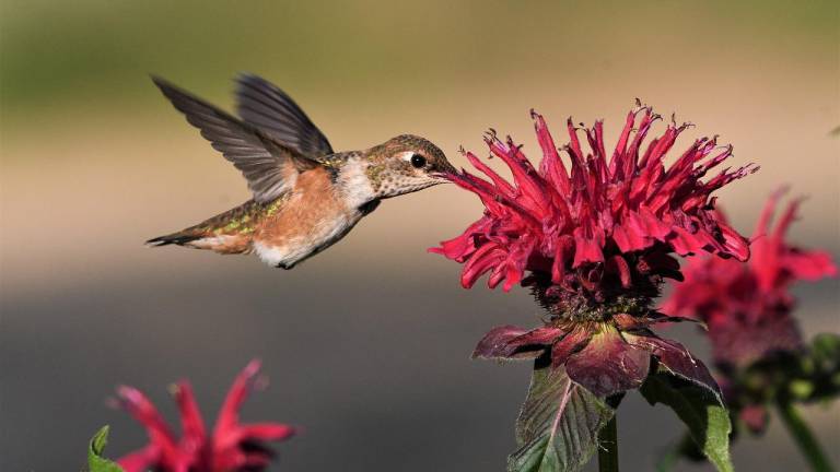 Los colibríes son vendidos en fechas como el Día del Amor y la Amistad, pese a que es una práctica ilegal, advierten.