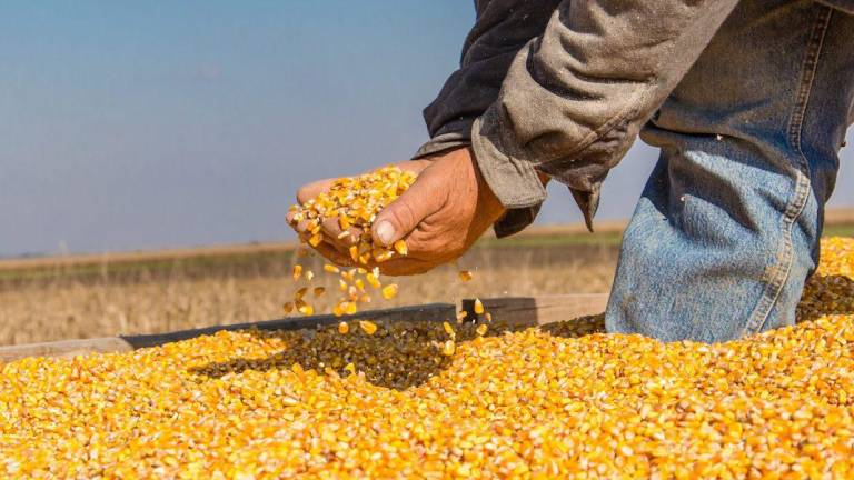 AMLO emtió un decreto que prohíbe adquirir, utilizar, distribuir, promover e importar maíz genéticamente modificado.