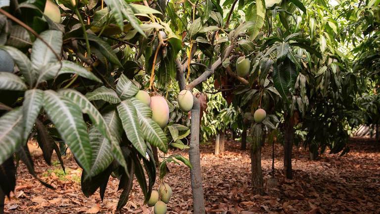 Los productores de mango deben registrar sus huertas para permitir la movilización de la producción y evitar la propagación de la mosca de la fruta.
