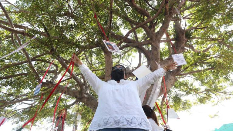 La plazuela Zaragoza, en Mazatlán, tiene árbol declarado como santuario de los desaparecidos