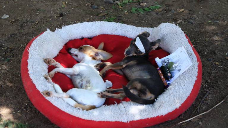 Amplían una semana más campaña de esterilización de mascotas en Infonavit Humaya, en Culiacán