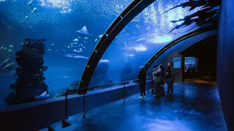Para el verano esperan recibir en el Gran Acuario Mazatlán alrededor de 100 mil visitantes.