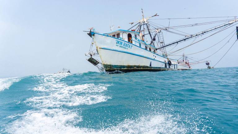 A partir de las 00:00 horas de este jueves inicia la veda al camarón en el Pacífico.