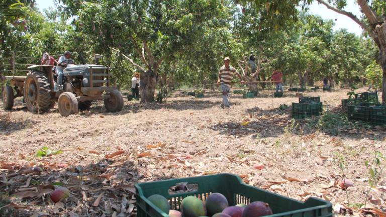 Agricultores esperan una temporada regular de mango en Rosario