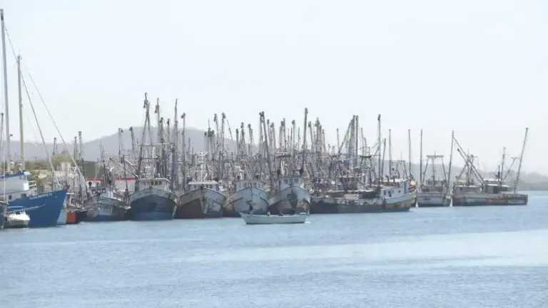 Durante la actual temporada de capturas de camarón, solo 180 embarcaciones de la flota mazatleca pudieron salir a pescar.