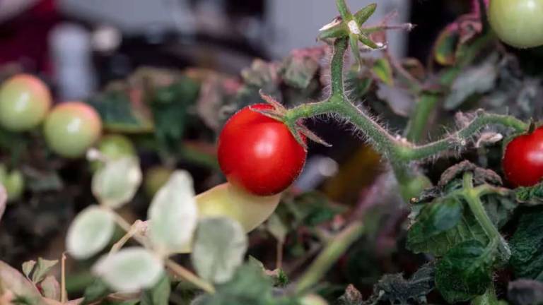 Apuesta de la NASA por el tomate para asegurar alimento en misiones espaciales