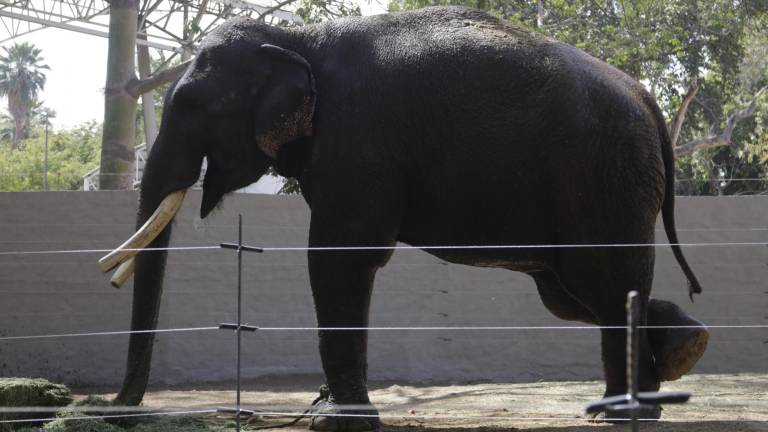 El elefante sólo permanecerá 40 días en zoológico antes de ser llevado a sl santuario.