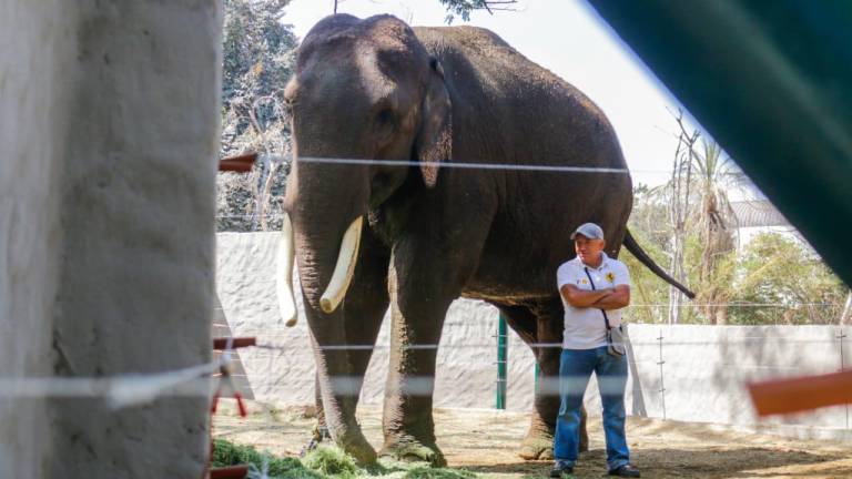 Llega elefante Big Boy a su nueva casa, Culiacán