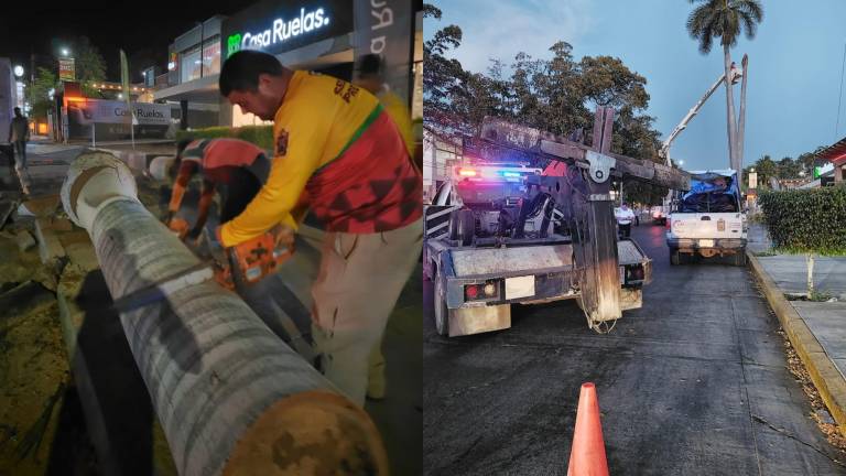 Vieja palmera cae sobre comercio en Culiacán y provoca caos vial