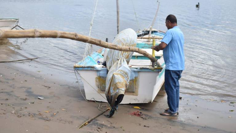 Pescadores sinaloenses se ven orillados a vender a 30 pesos el kilo de camarón
