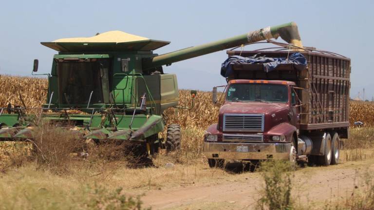 Precio del maíz rompe la barrera de los $6 mil pesos
