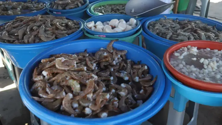Titular de la Coepriss en el sur de Sinaloa exhortó a la población a revisar el estado de los mariscos antes de consumirlos.