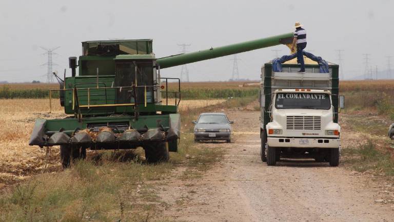 Se estabiliza mercado del maíz y frena caída de precio
