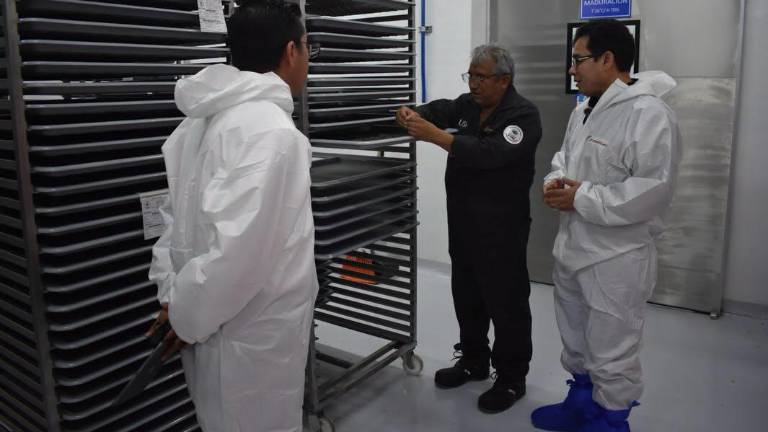 El primer lote de moscas estériles producidas a México para el combate del gusano barrenador ya está listo y se enviará a Tamaulipas.