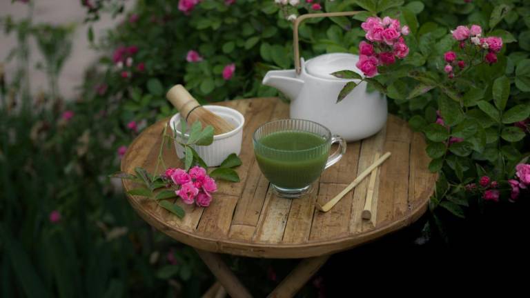 La planta que da origen al Matcha la puedes conocer en el Jardín Botánico de Culiacán.