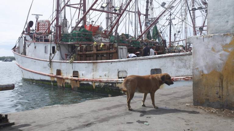 Tener mascota implica responsabilidad, cuidado, esfuerzo y recursos económicos. De ahí que muchas terminen a veces abandonadas y en las calles.