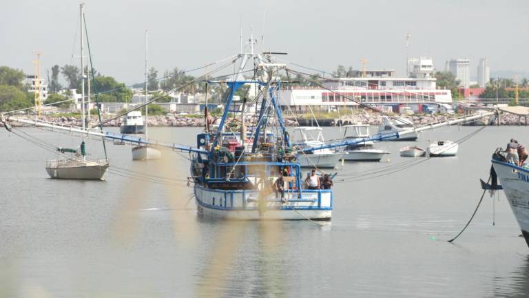 Embarcaciones de Mazatlán reportan capturas regulares de camarón
