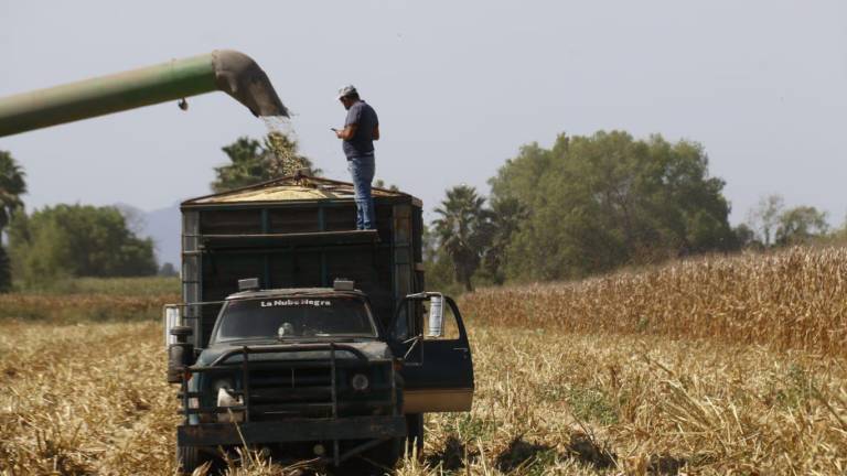 Los productores están liquidando su maíz por encima de los 7 mil pesos por tonelada