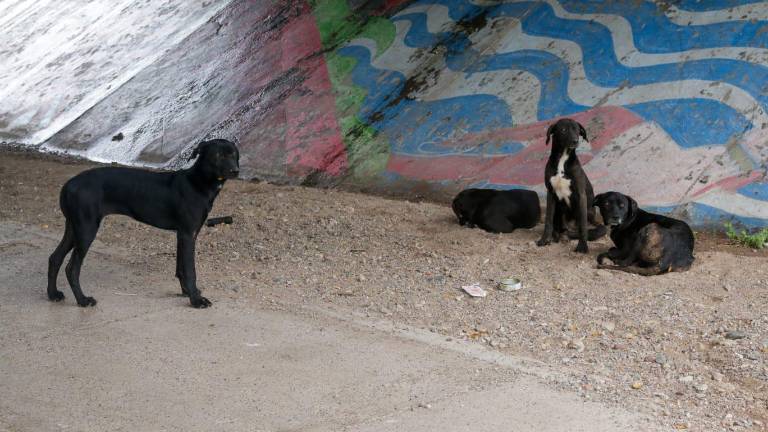 La asociación civil Amigos Animalistas llama a la ciudadanía a tomar conciencia y apoyar en el rescate de perros y gatos maltratados.