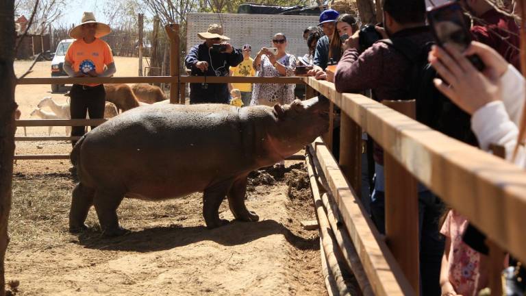 Diez hipopótamos procedentes de Colombia estarían llegando al Santuario Ostok en Culiacán.