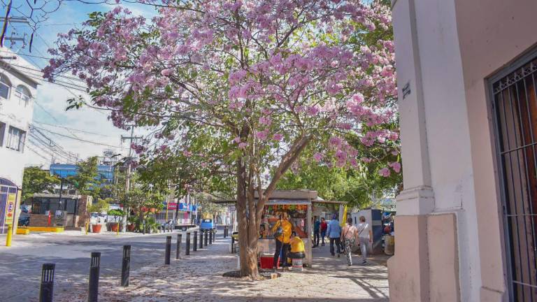 FOTOS | La amapa florece y adorna las calles de Culiacán