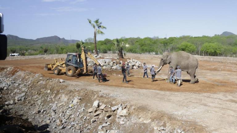 Construirán un estanque para cocodrilos rescatados en el santuario Ostok en Culiacán