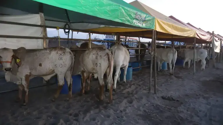 Por segundo año consecutivo, la Expo Feria Ganadera Mazatlán fue cancelada por razones de inseguridad.