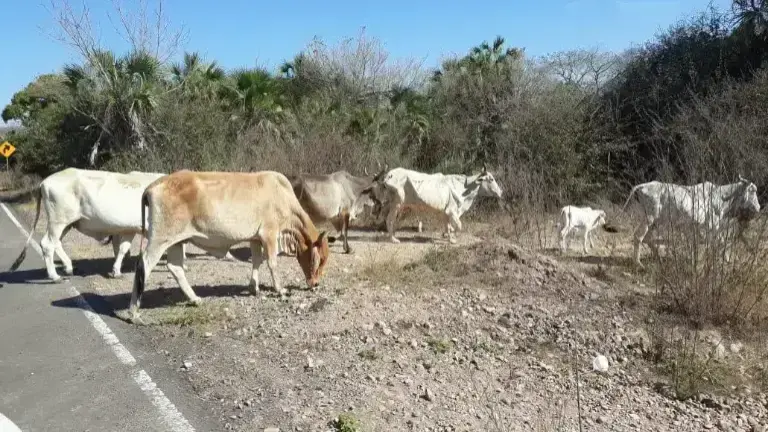 La zona rural de Mazatlán no registra casos de gusano barrenador; sin embargo, autoridades mantienen vigilancia.