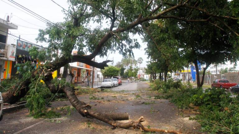 Árboles y palmeras caen en Mazatlán por Huracán Pamela; los remueven de las vialidades