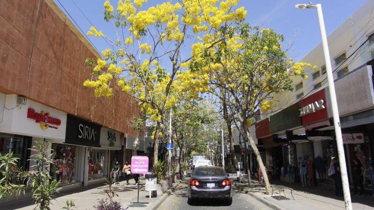 Amapas en el centro de la ciudad